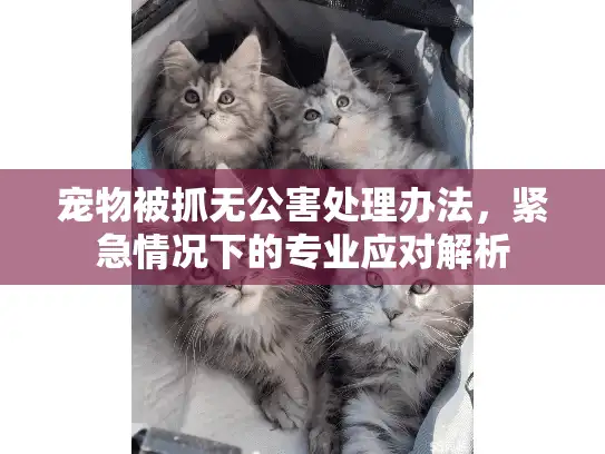 宠物被抓无公害处理办法，紧急情况下的专业应对解析