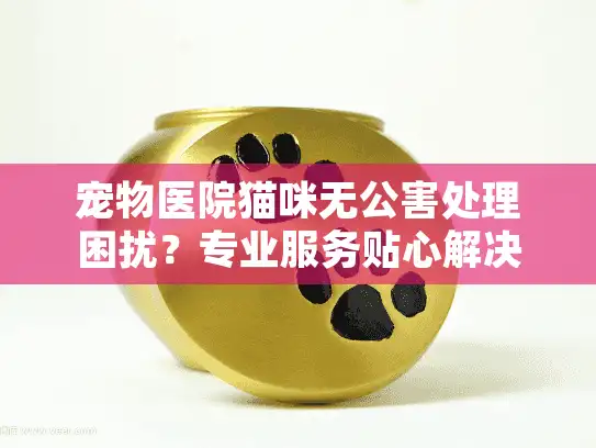 宠物医院猫咪无公害处理困扰？专业服务贴心解决你的难题