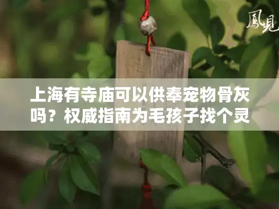 上海有寺庙可以供奉宠物骨灰吗？权威指南为毛孩子找个灵魂归处