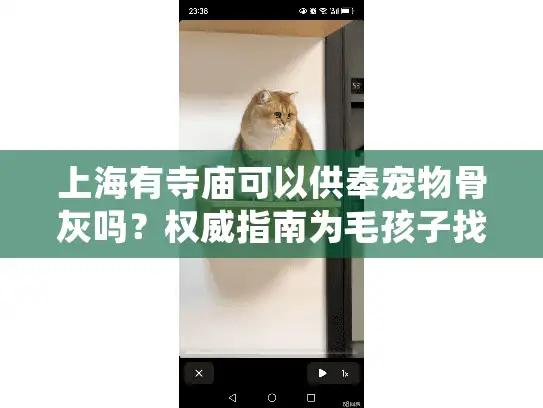 上海有寺庙可以供奉宠物骨灰吗？权威指南为毛孩子找个灵魂归处