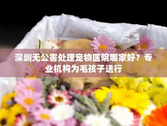 深圳无公害处理宠物医院哪家好？专业机构为毛孩子送行