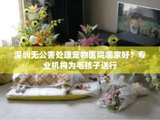深圳无公害处理宠物医院哪家好？专业机构为毛孩子送行