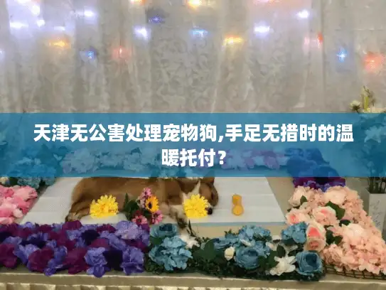 天津无公害处理宠物狗,手足无措时的温暖托付？