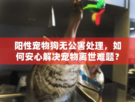 阳性宠物狗无公害处理，如何安心解决宠物离世难题？