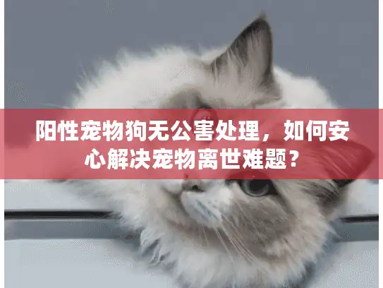阳性宠物狗无公害处理，如何安心解决宠物离世难题？