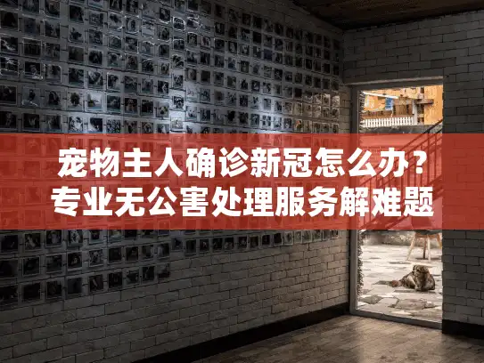 宠物主人确诊新冠怎么办？专业无公害处理服务解难题