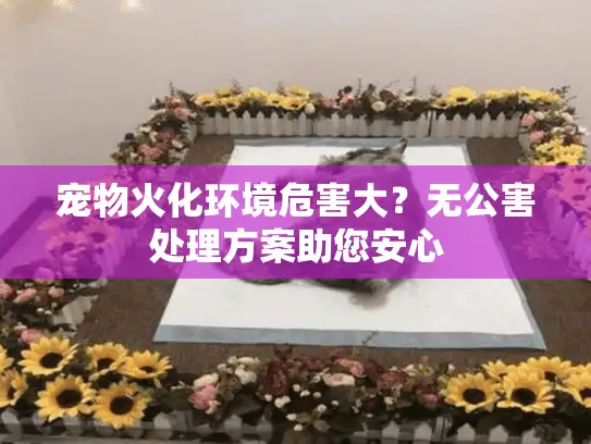 宠物火化环境危害大？无公害处理方案助您安心