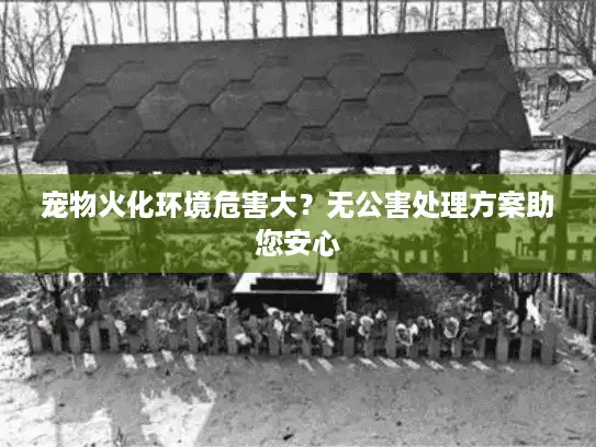 宠物火化环境危害大？无公害处理方案助您安心