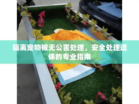 隔离宠物被无公害处理，安全处理遗体的专业指南