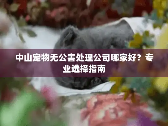 中山宠物无公害处理公司哪家好？专业选择指南