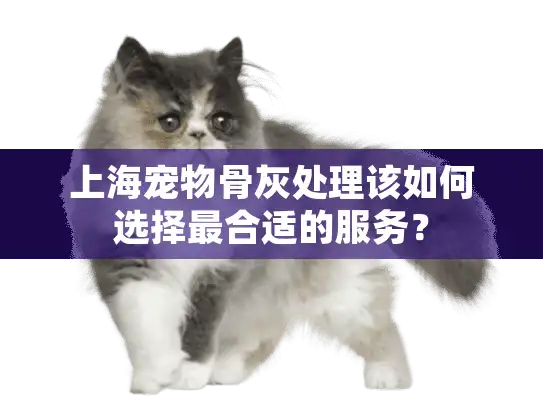 上海宠物骨灰处理该如何选择最合适的服务？