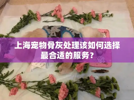 上海宠物骨灰处理该如何选择最合适的服务？