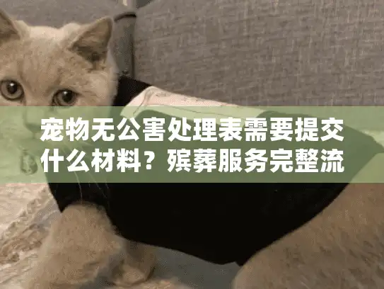 宠物无公害处理表需要提交什么材料？殡葬服务完整流程解析