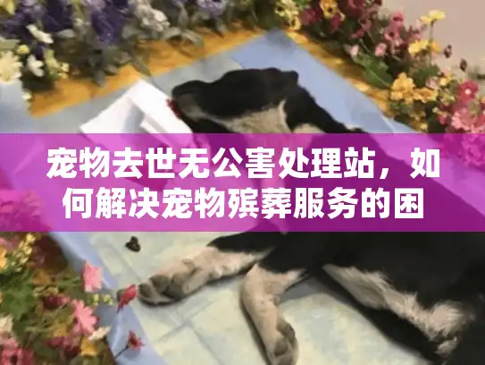 宠物去世无公害处理站，如何解决宠物殡葬服务的困扰？