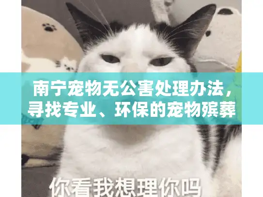 南宁宠物无公害处理办法，寻找专业、环保的宠物殡葬服务