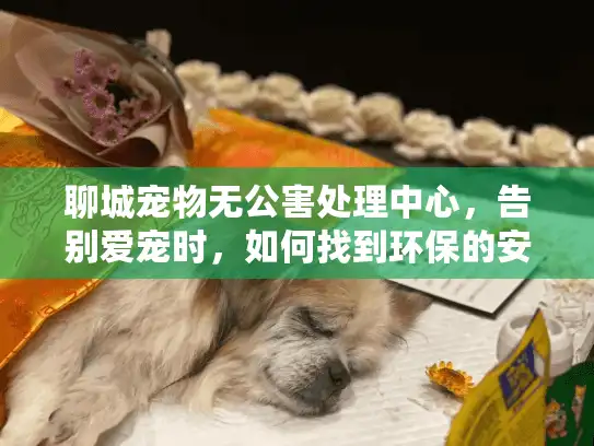 聊城宠物无公害处理中心，告别爱宠时，如何找到环保的安心归宿？