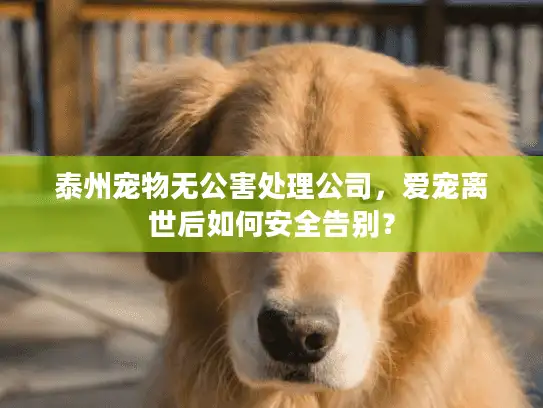 泰州宠物无公害处理公司，爱宠离世后如何安全告别？