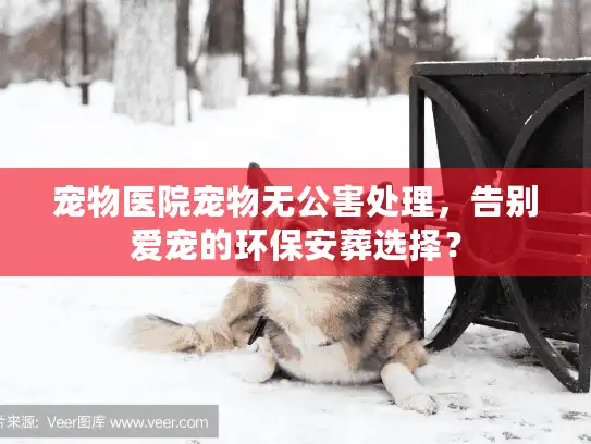 宠物医院宠物无公害处理，告别爱宠的环保安葬选择？