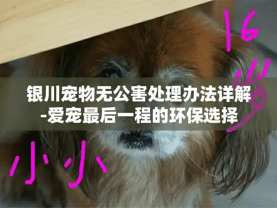 银川宠物无公害处理办法详解-爱宠最后一程的环保选择