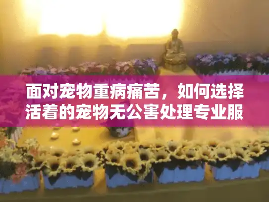 面对宠物重病痛苦，如何选择活着的宠物无公害处理专业服务？