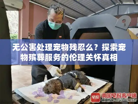 无公害处理宠物残忍么？探索宠物殡葬服务的伦理关怀真相