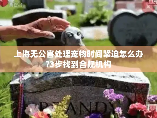 上海无公害处理宠物时间紧迫怎么办?3步找到合规机构