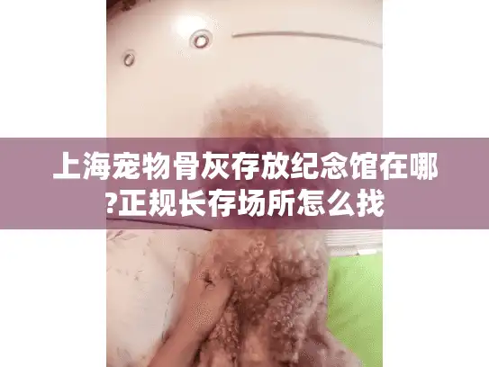 上海宠物骨灰存放纪念馆在哪?正规长存场所怎么找