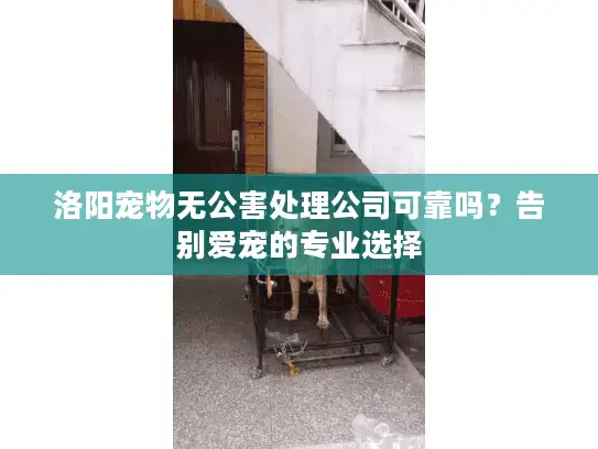 洛阳宠物无公害处理公司可靠吗？告别爱宠的专业选择
