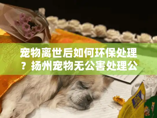 宠物离世后如何环保处理？扬州宠物无公害处理公司提供专业方案