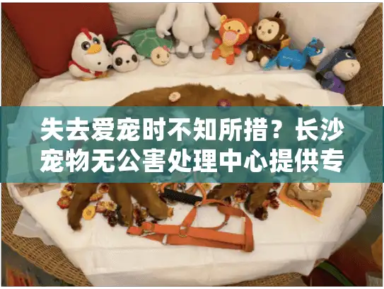 失去爱宠时不知所措？长沙宠物无公害处理中心提供专业解决方案
