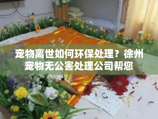 宠物离世如何环保处理？徐州宠物无公害处理公司帮您