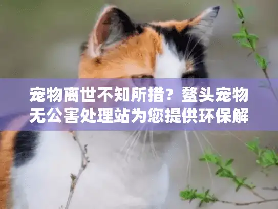 宠物离世不知所措？鳌头宠物无公害处理站为您提供环保解决方案