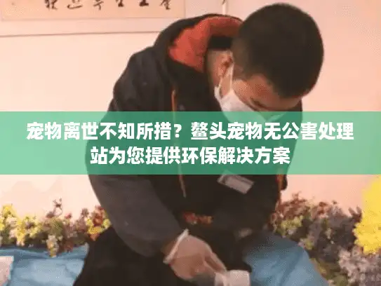 宠物离世不知所措？鳌头宠物无公害处理站为您提供环保解决方案