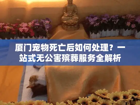 厦门宠物死亡后如何处理？一站式无公害殡葬服务全解析