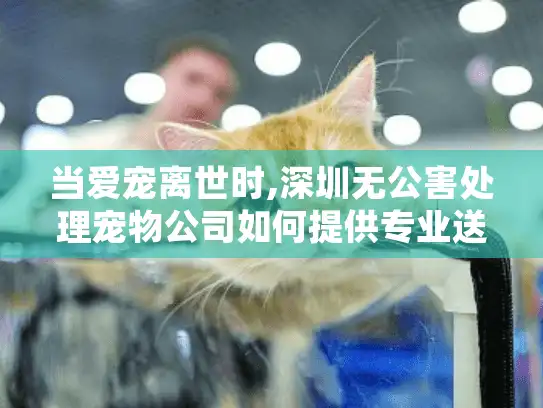 当爱宠离世时,深圳无公害处理宠物公司如何提供专业送别?