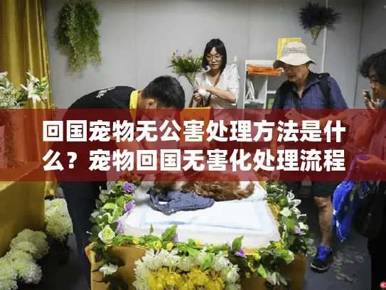 回国宠物无公害处理方法是什么？宠物回国无害化处理流程详解