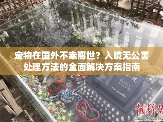 宠物在国外不幸离世？入境无公害处理方法的全面解决方案指南