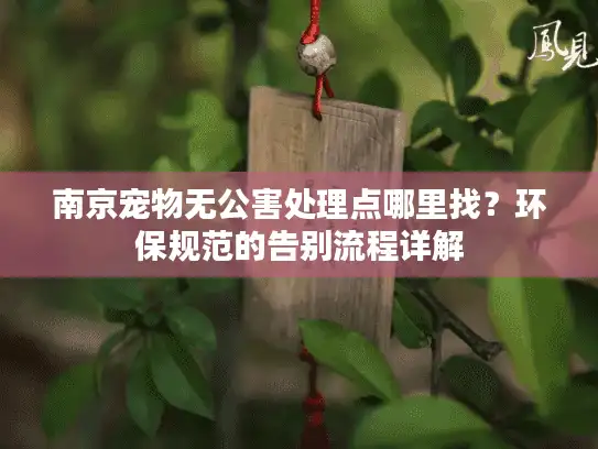 南京宠物无公害处理点哪里找？环保规范的告别流程详解