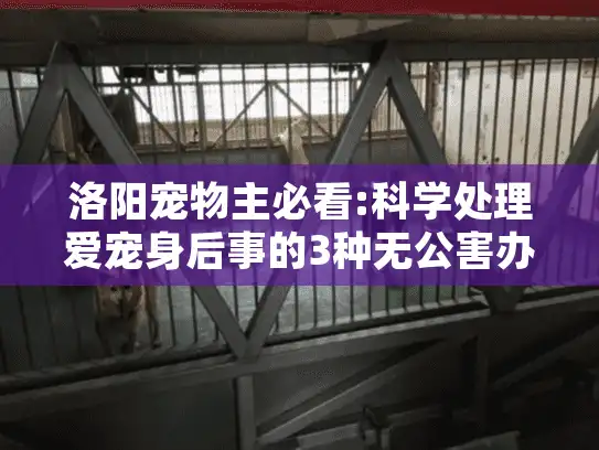 洛阳宠物主必看:科学处理爱宠身后事的3种无公害办法