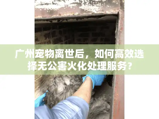 广州宠物离世后，如何高效选择无公害火化处理服务？