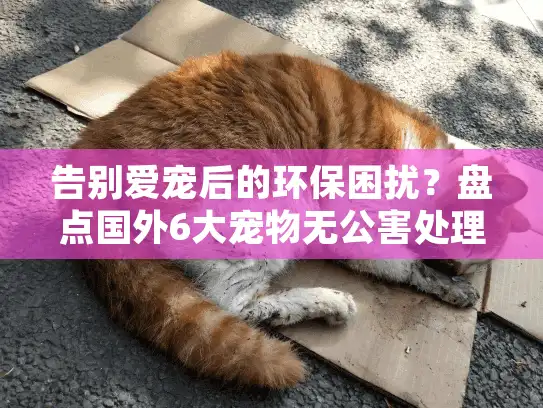 告别爱宠后的环保困扰？盘点国外6大宠物无公害处理创新方案