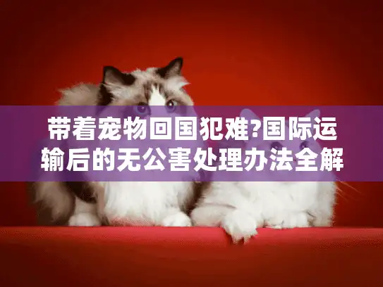 带着宠物回国犯难?国际运输后的无公害处理办法全解析