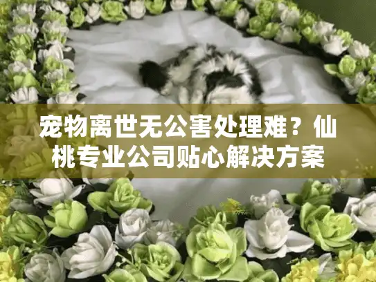 宠物离世无公害处理难？仙桃专业公司贴心解决方案