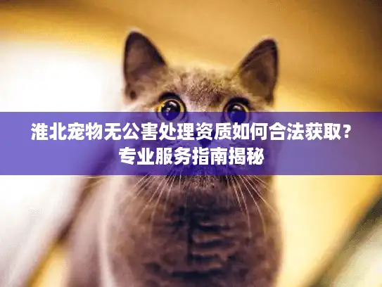 淮北宠物无公害处理资质如何合法获取？专业服务指南揭秘