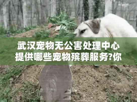 武汉宠物无公害处理中心提供哪些宠物殡葬服务?你该如何选择