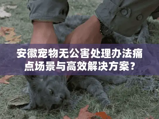 安徽宠物无公害处理办法痛点场景与高效解决方案？