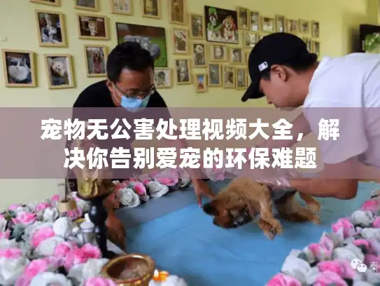 宠物无公害处理视频大全，解决你告别爱宠的环保难题