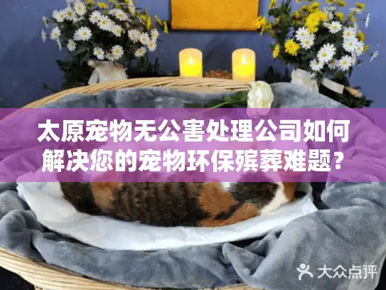 太原宠物无公害处理公司如何解决您的宠物环保殡葬难题？
