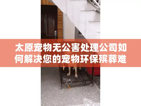 太原宠物无公害处理公司如何解决您的宠物环保殡葬难题？