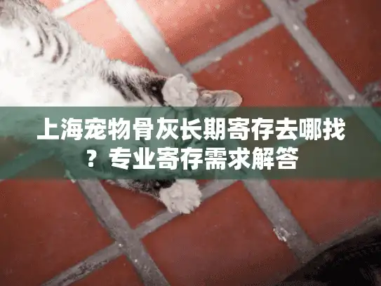 上海宠物骨灰长期寄存去哪找？专业寄存需求解答